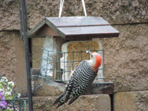 44 woodpecker